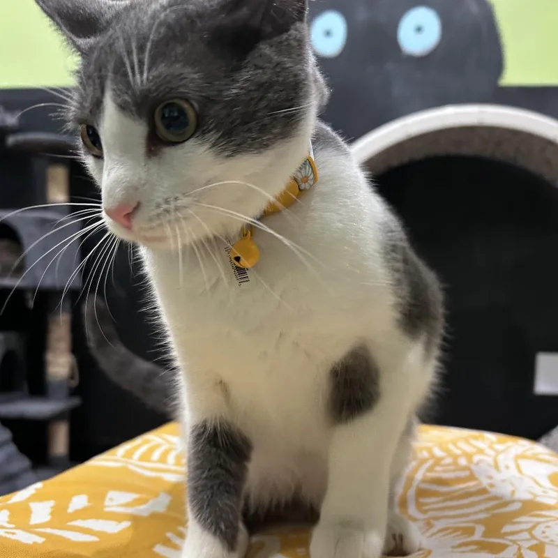 A young medium-sized female Gray / Blue / Silver Domestic Short Hair cat named Aurora for adoption in Webster, TX
