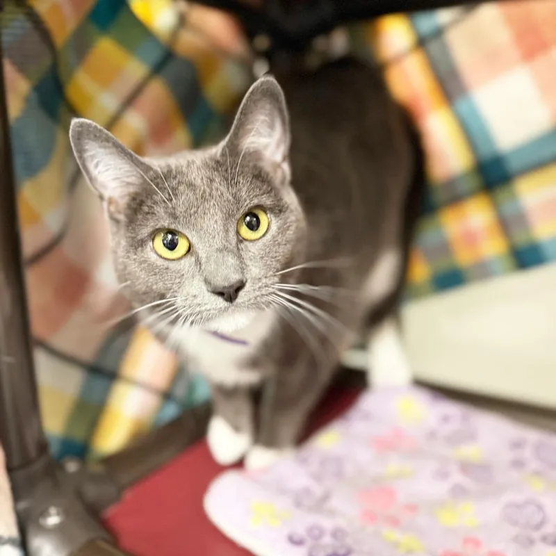 An adult medium-sized female Gray & White Domestic Short Hair cat named Mittens  Sweet Gentle for adoption in Oshkosh, WI