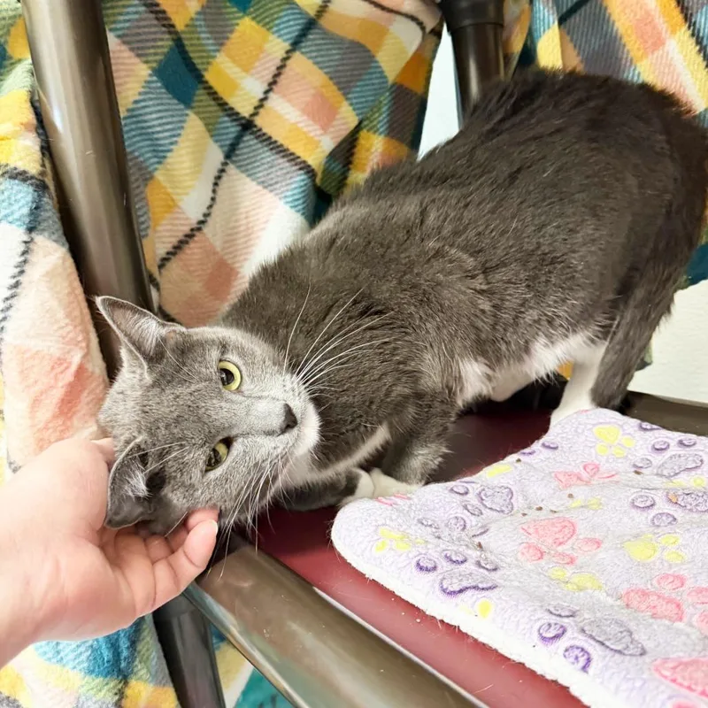 Mittens  Sweet Gentle thumbnail 3