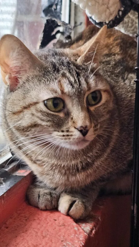 An adult medium-sized female Domestic Short Hair cat named Meow Meow for adoption in Marianna, FL