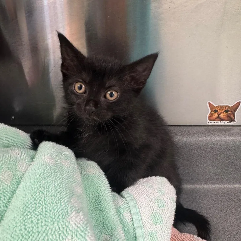 A baby small-sized female Black Domestic Short Hair cat named Cordelia for adoption in Waukesha, WI