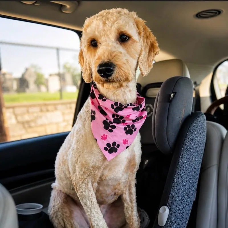 An adult medium-sized female Goldendoodle dog named Daffodil for adoption in Philadelphia, PA