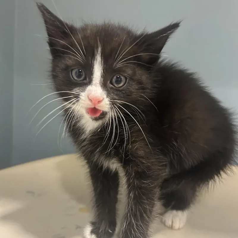 A baby small-sized female Black Domestic Short Hair cat named Penny for adoption in Chattanooga, TN