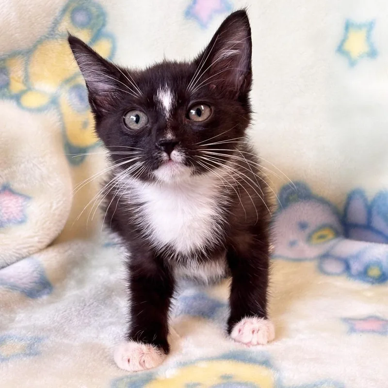 Scrumpet thumbnail 2