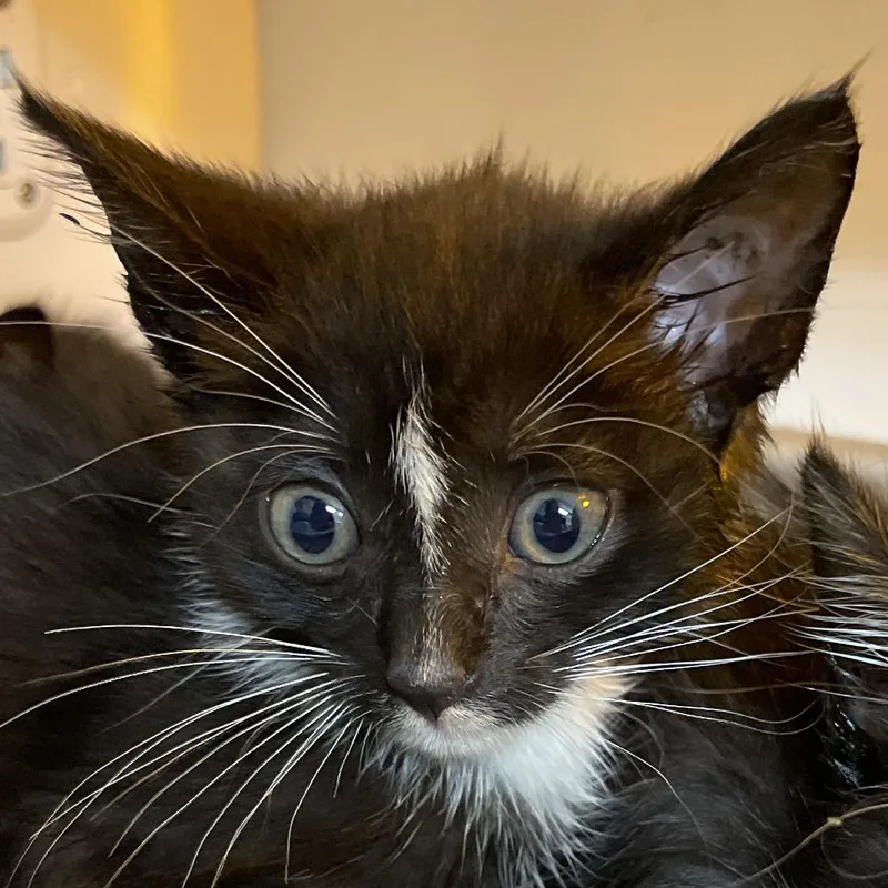 Scrumpet thumbnail 3