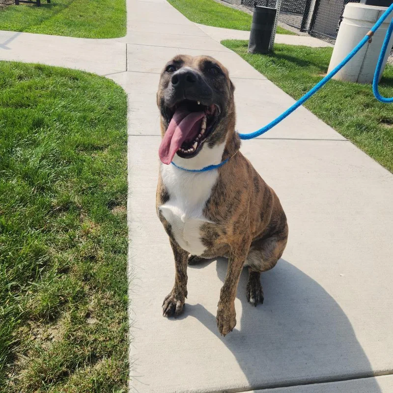 An adult large-sized female Shepherd dog named Daisy Bell for adoption in Fort Wayne, IN
