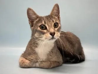 An adult small-sized female Domestic Short Hair cat named Queenie for adoption in Coon Rapids, MN