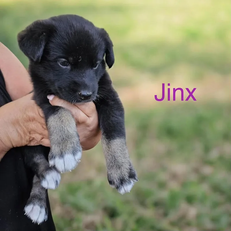 Jinx thumbnail 2