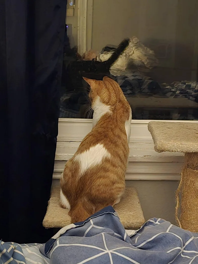 A young medium-sized male Orange & White Domestic Short Hair cat named Scotch for adoption in Westville, NJ