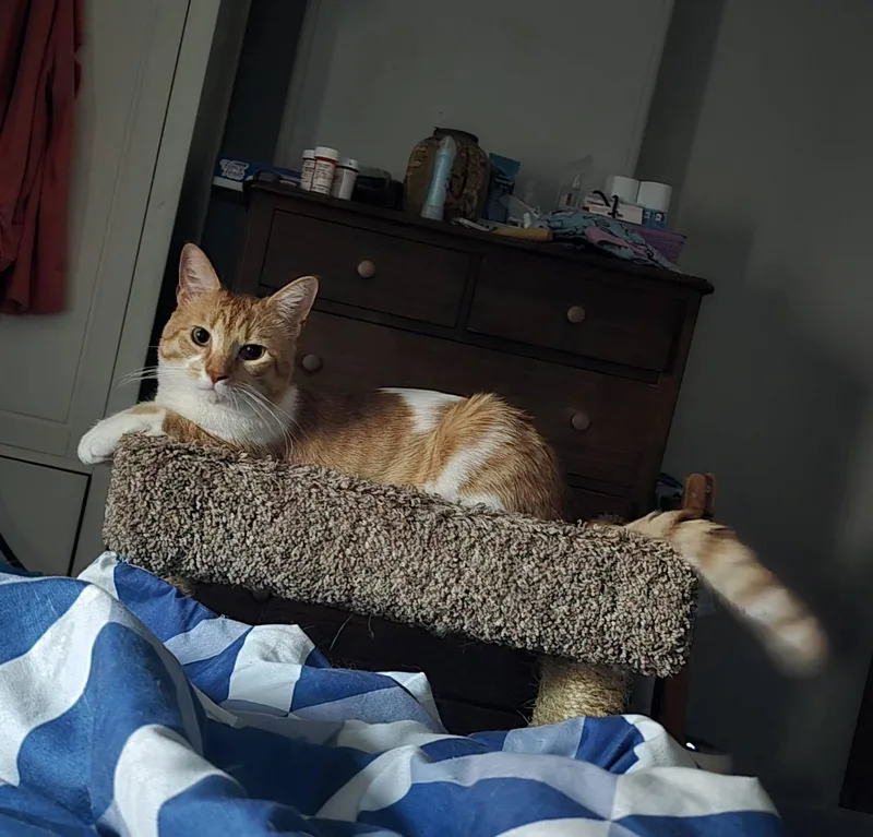 Scotch thumbnail 4
