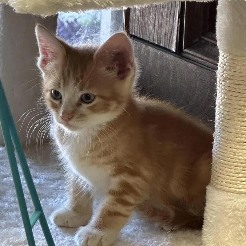 A baby small-sized male Orange / Red Domestic Short Hair cat named Sunny for adoption in Houston, TX