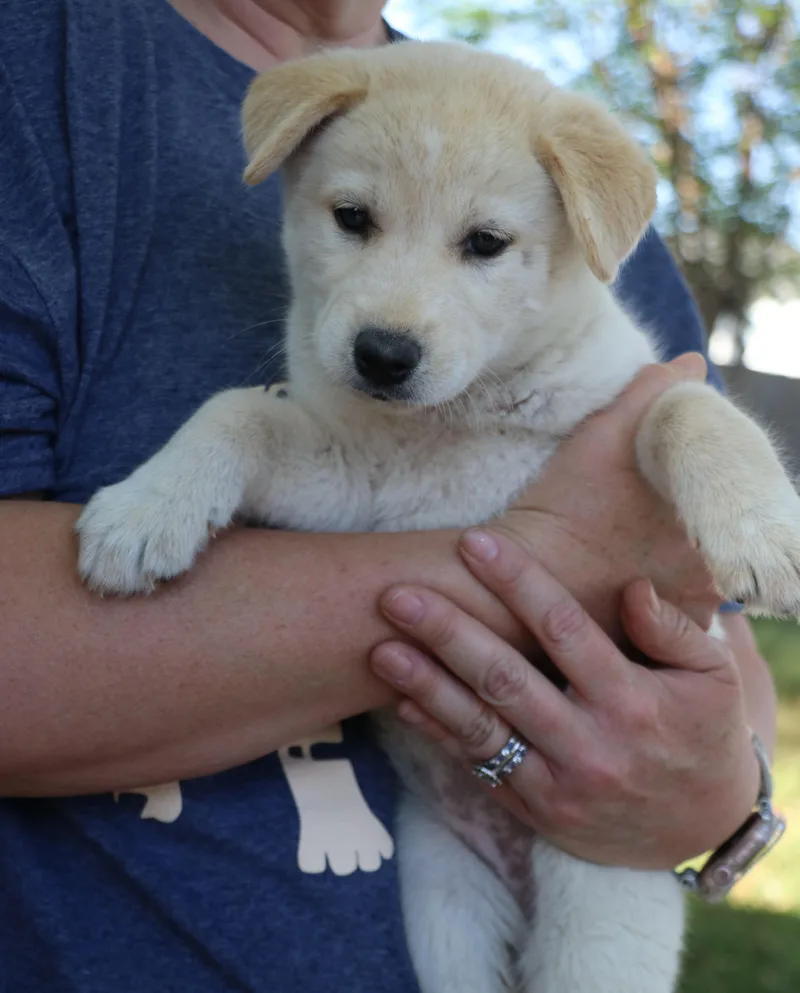 A baby medium-sized female White / Cream Husky dog named Ghost Lynn for adoption in Pflugerville, TX