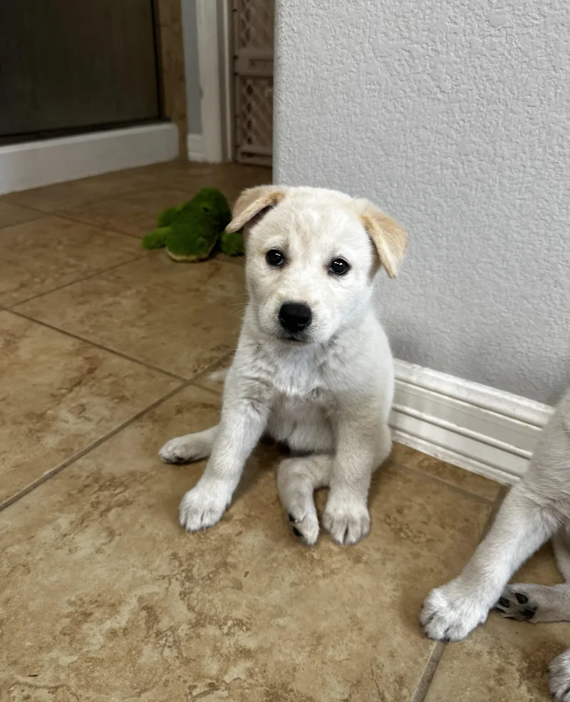 Ghost Lynn thumbnail 2