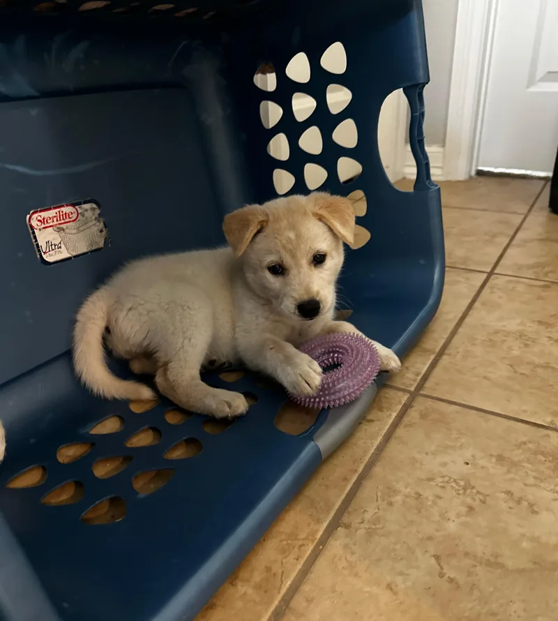 Ghost Lynn thumbnail 5