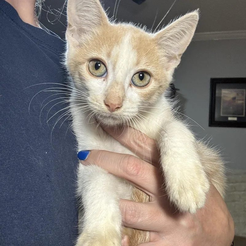 A baby medium-sized female Buff & White Domestic Short Hair cat named Eggroll for adoption in Vineyard Haven, MA