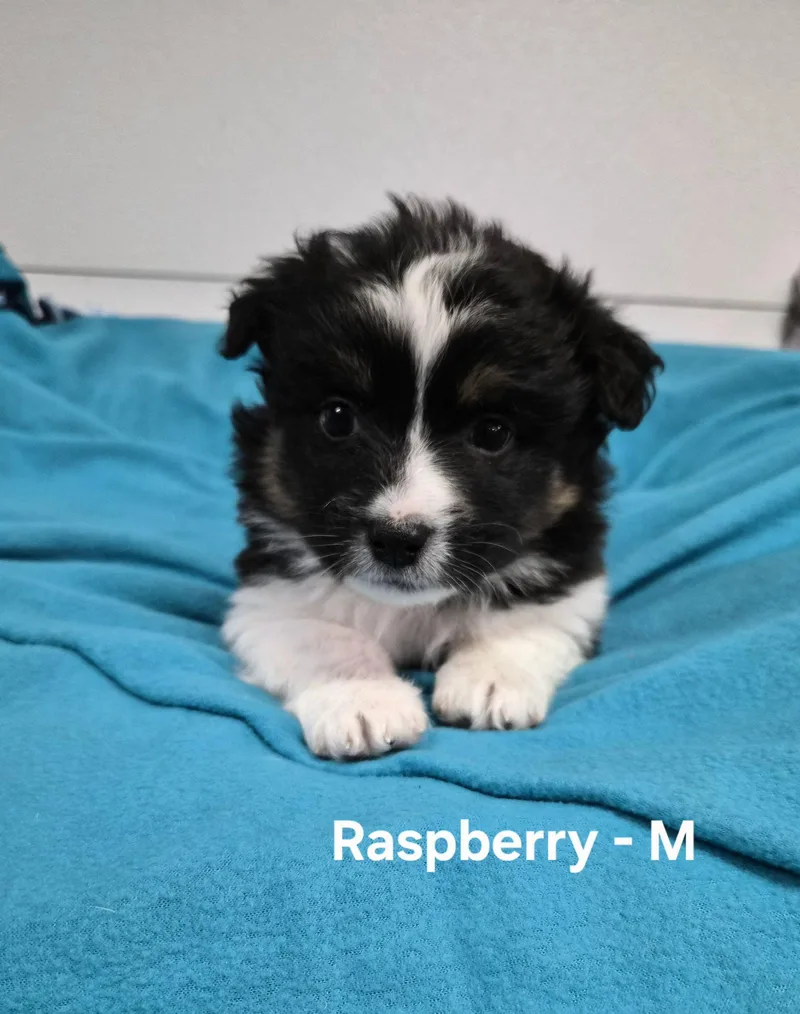 A baby medium-sized male Australian Shepherd dog named Raspberry for adoption in Hillside, IL