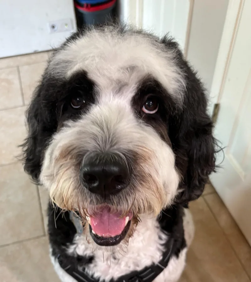 An adult large-sized male Black Saint Bernard dog named Mickey for adoption in Garland, TX