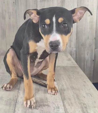 An adult medium-sized female Terrier dog named Xena for adoption in Shreveport, LA