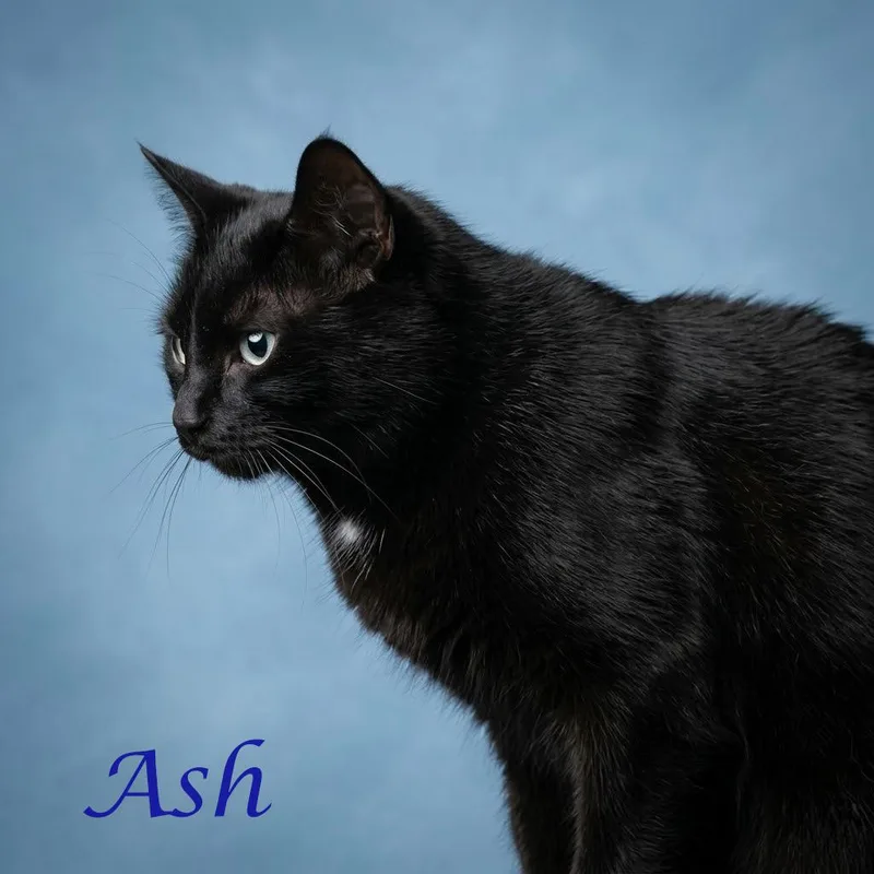 An adult medium-sized male Black Domestic Medium Hair cat named Ash C for adoption in Lebanon, TN