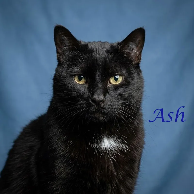 Ash C thumbnail 2