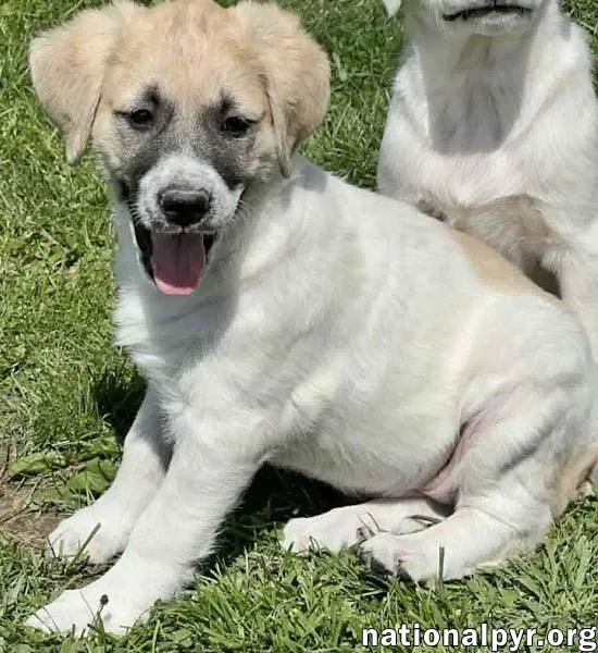 A baby large-sized female White / Cream Great Pyrenees dog named Ziti In Oh  for adoption in Beacon, NY