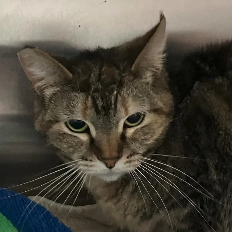 Lil Snow Peep thumbnail 2