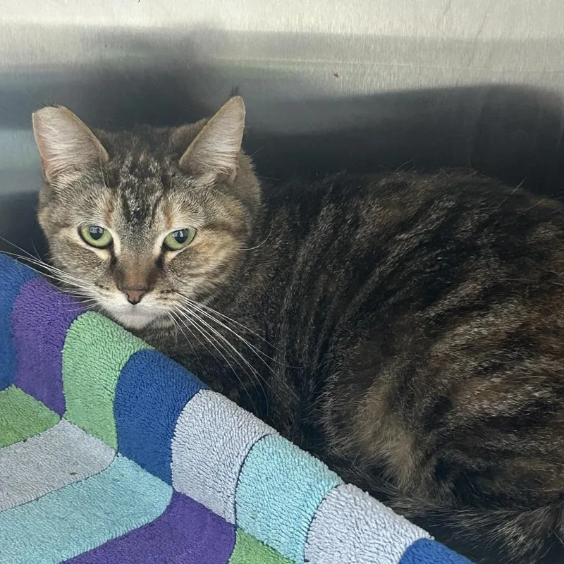 Lil Snow Peep thumbnail 3