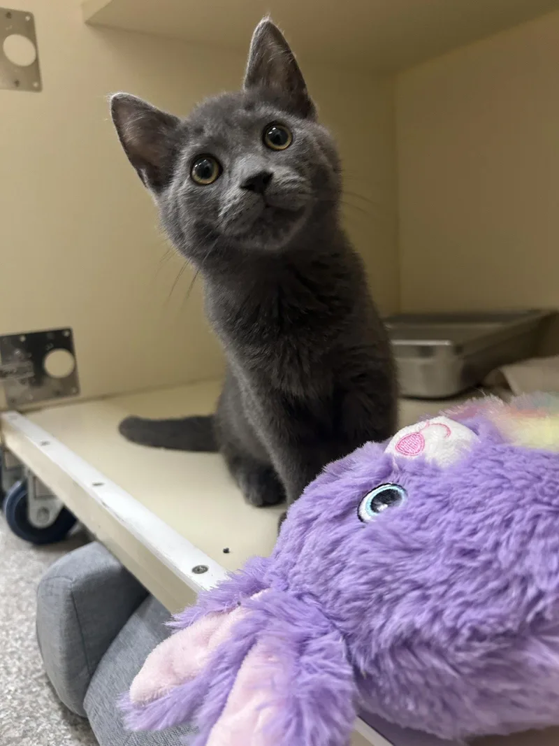 A baby medium-sized male Gray / Blue / Silver Domestic Short Hair cat named Griffin for adoption in Lancaster, PA