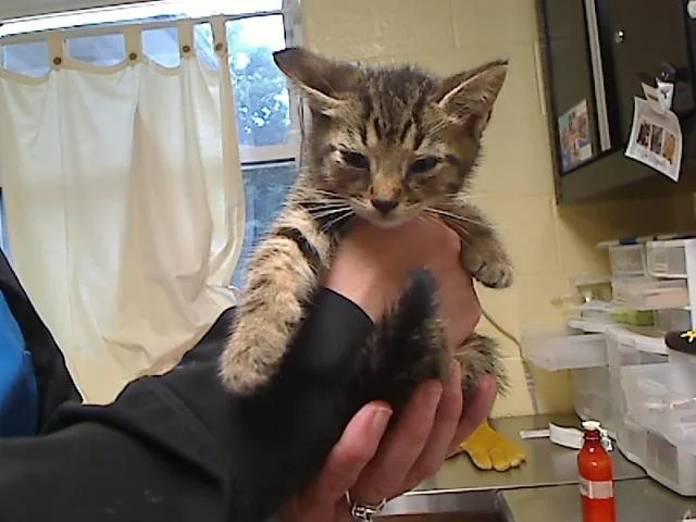 A baby medium-sized male Domestic Short Hair cat named Dro for adoption in Cookeville, TN