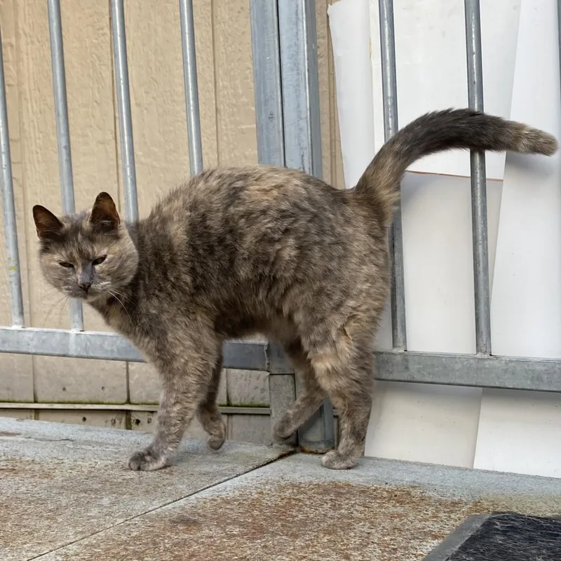A senior small-sized female Gray / Blue / Silver Domestic Short Hair cat named Allyson for adoption in San Pablo, CA