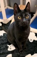 A baby medium-sized male Black American Shorthair cat named Peeta for adoption in Gainesville, TX