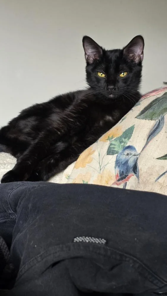 A young medium-sized male Domestic Short Hair cat named Choco Nano for adoption in Dallas, TX