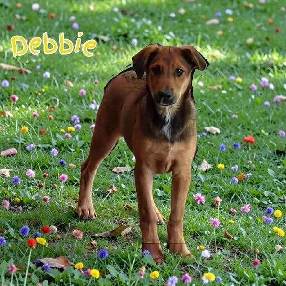 A baby medium-sized female Mixed Breed dog named Debbie for adoption in Toledo, OH