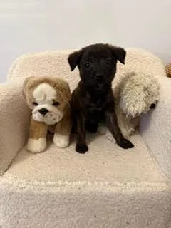 ChaCha  Shepherd litter thumbnail 2