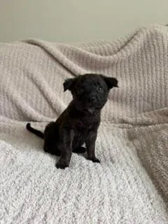 ChaCha  Shepherd litter thumbnail 3