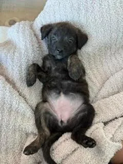 ChaCha  Shepherd litter thumbnail 4