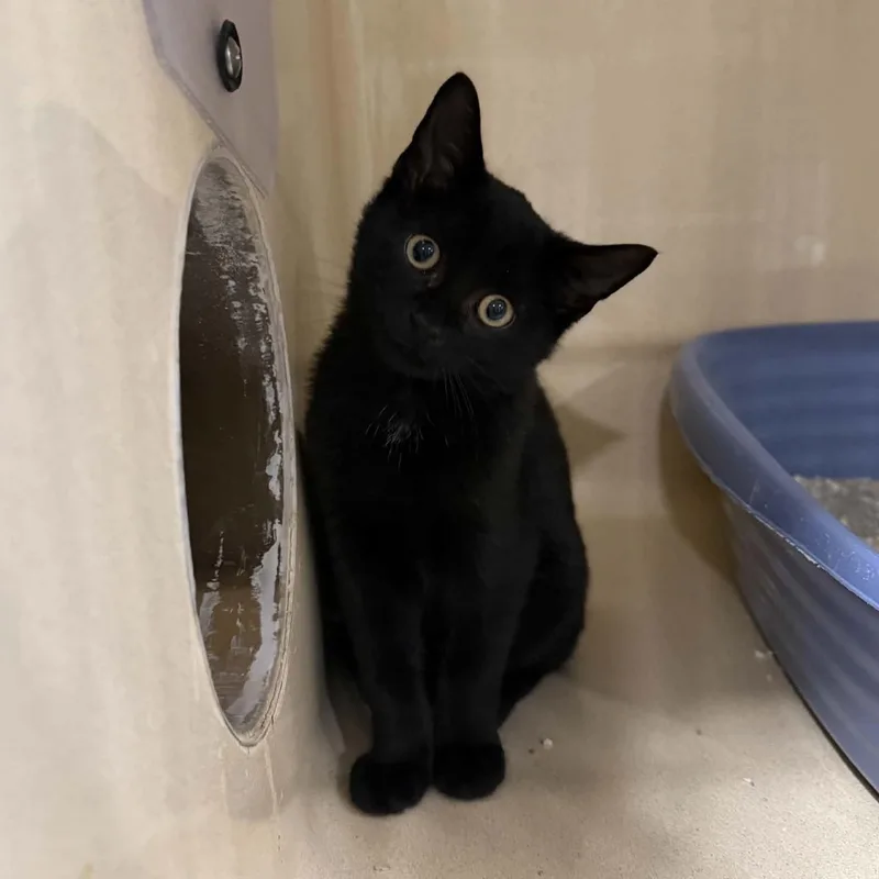 A baby medium-sized male Black Domestic Short Hair cat named Jack Skellington for adoption in Penn Yan, NY