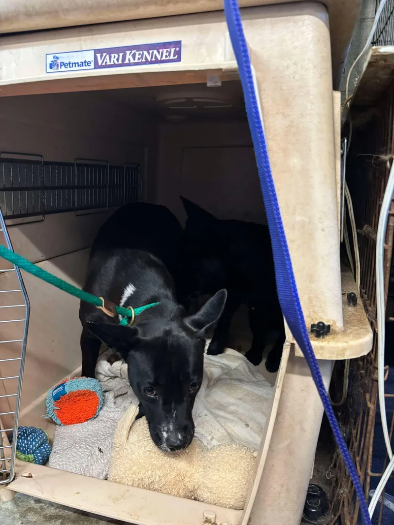 An adult medium-sized female Black Basenji dog named Brie for adoption in Ventura, CA