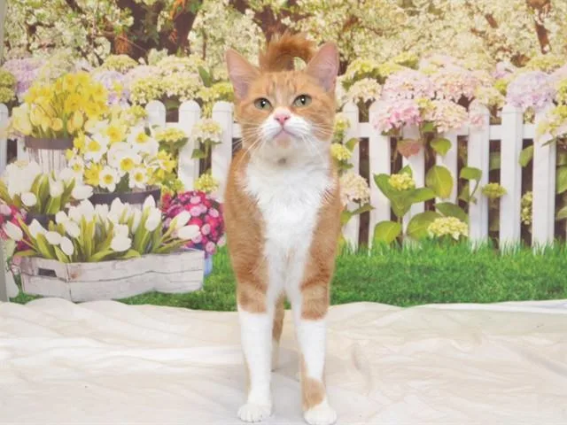 A young small-sized female Domestic Short Hair cat named Kiki for adoption in Oroville, CA