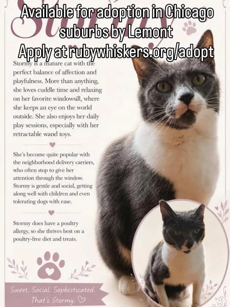 An adult medium-sized female Gray & White Domestic Short Hair cat named Stormy for adoption in Lemont, IL