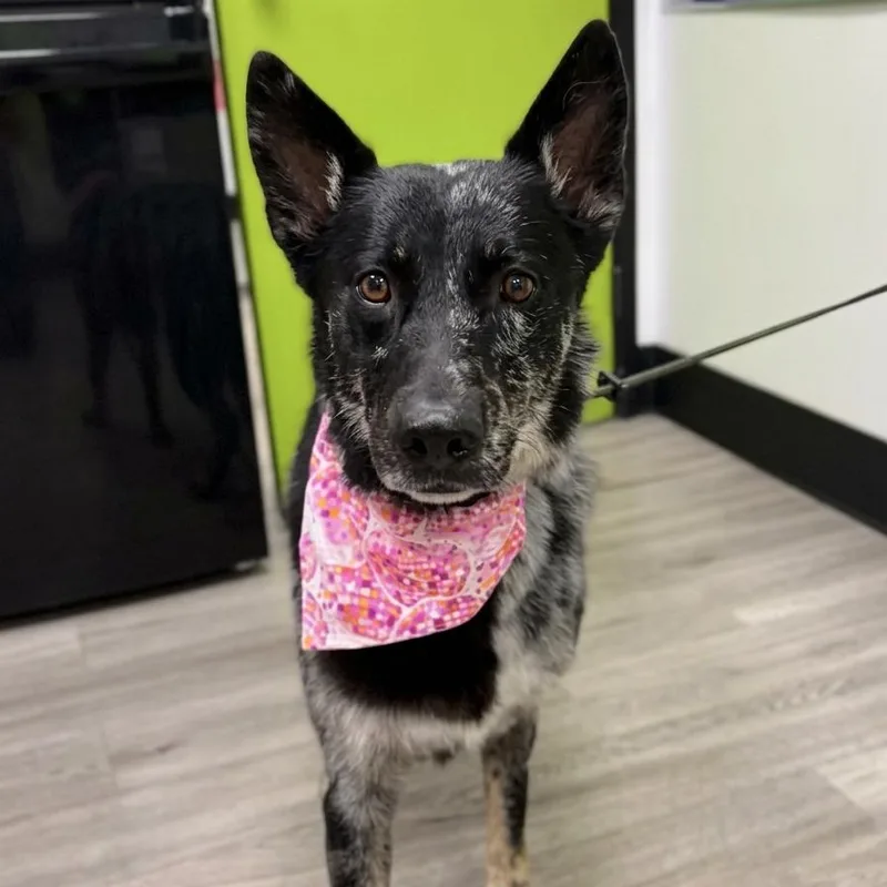 An adult medium-sized female Gray / Blue / Silver Australian Cattle Dog / Blue Heeler dog named Ashe for adoption in San Diego, CA