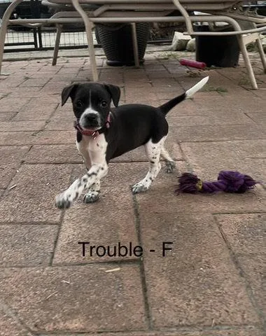 A baby medium-sized female Terrier dog named Trouble for adoption in Hillside, IL