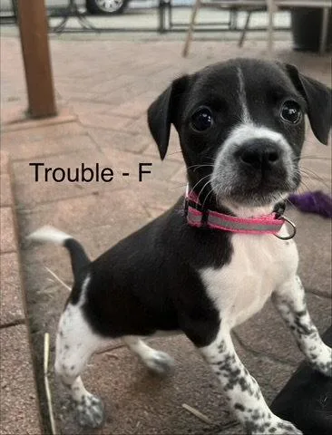 Trouble thumbnail 3