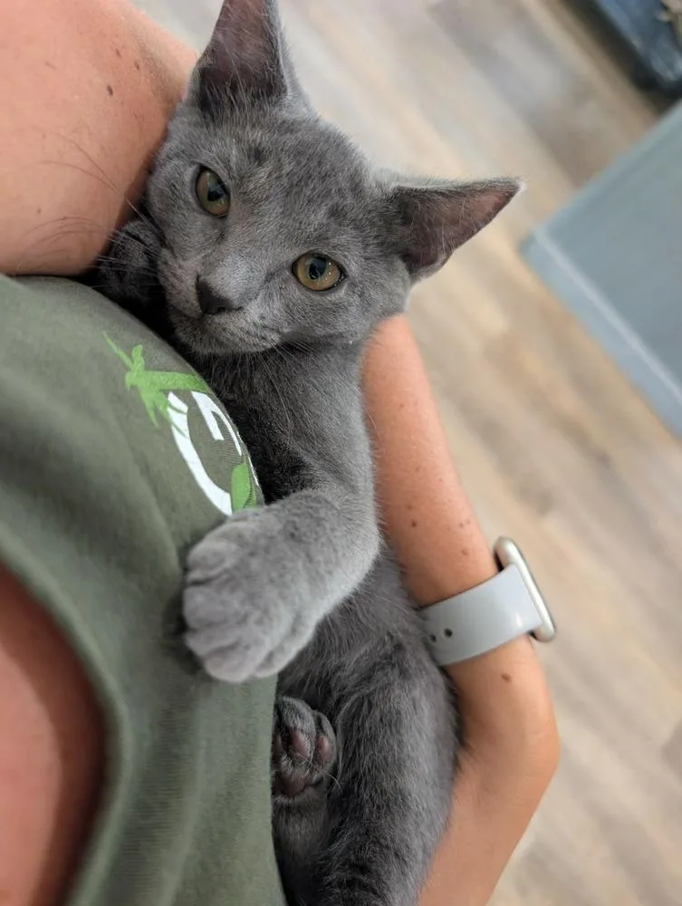 A baby small-sized female Domestic Short Hair cat named Willow for adoption in Emerald Isle, NC