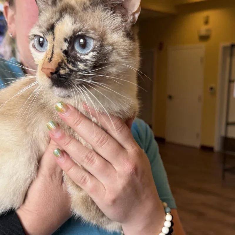 An adult medium-sized female White Domestic Short Hair cat named Todaroki for adoption in Naples, FL