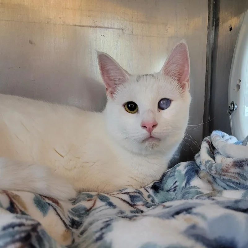 An adult small-sized male Domestic Short Hair cat named Cotton for adoption in Nashville, IN