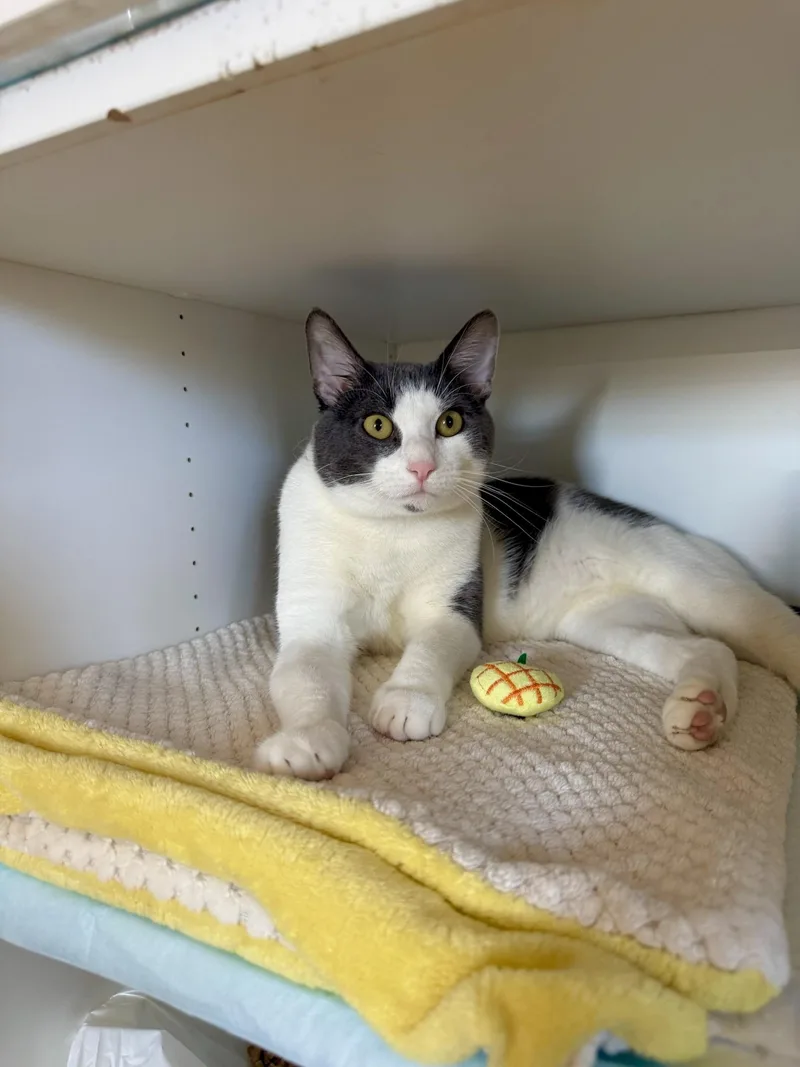 An adult large-sized male Domestic Short Hair cat named Calvin for adoption in Ramsey, NJ