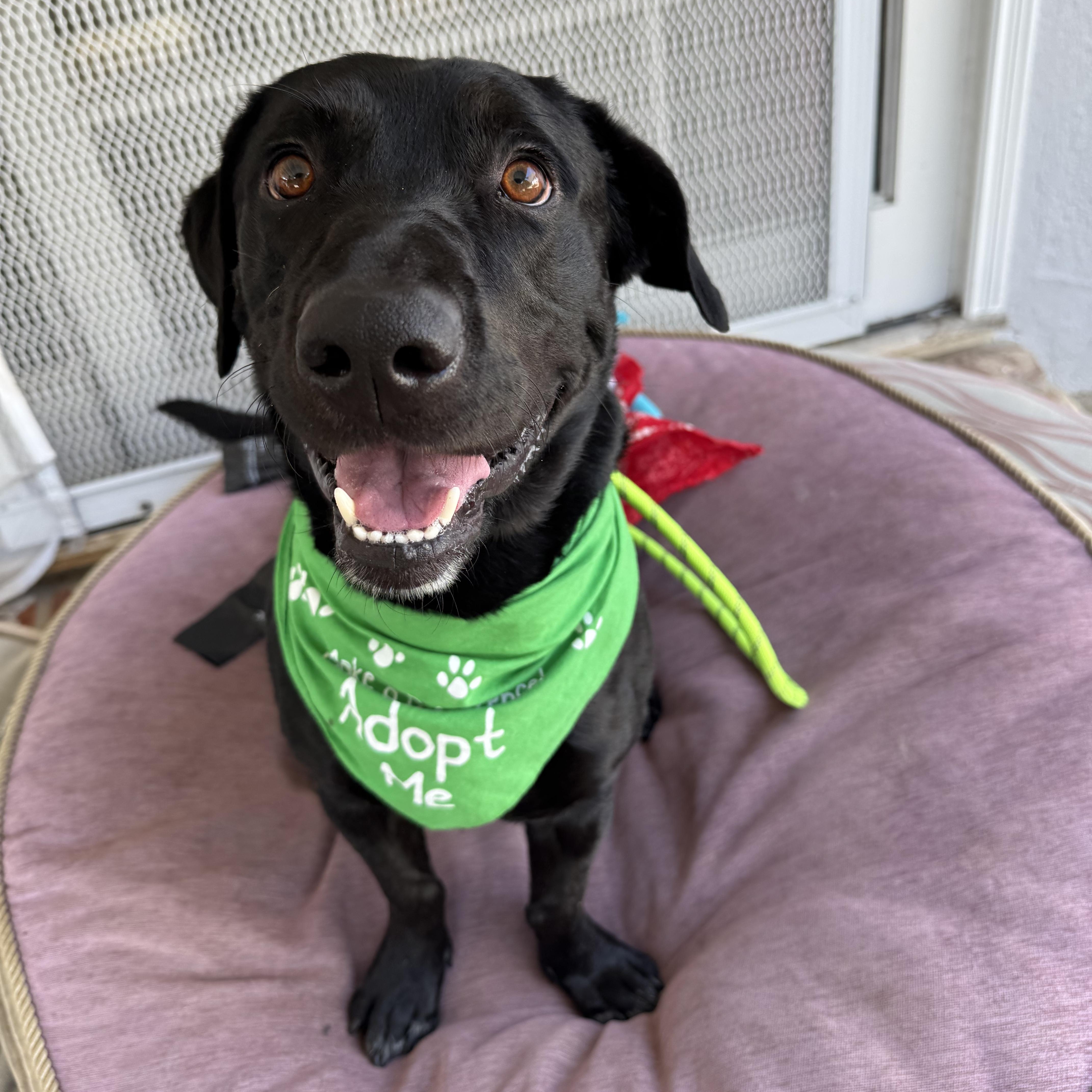 A young medium-sized male Black Labrador Retriever dog named Professor Rexford for adoption in Sun Valley, CA