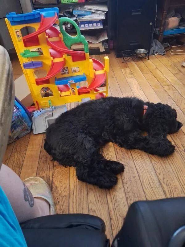 An adult medium-sized male Black Cocker Spaniel dog named Patch for adoption in Rochester, NY