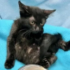 A baby medium-sized female Black Domestic Short Hair cat named Willow for adoption in Green Valley, AZ